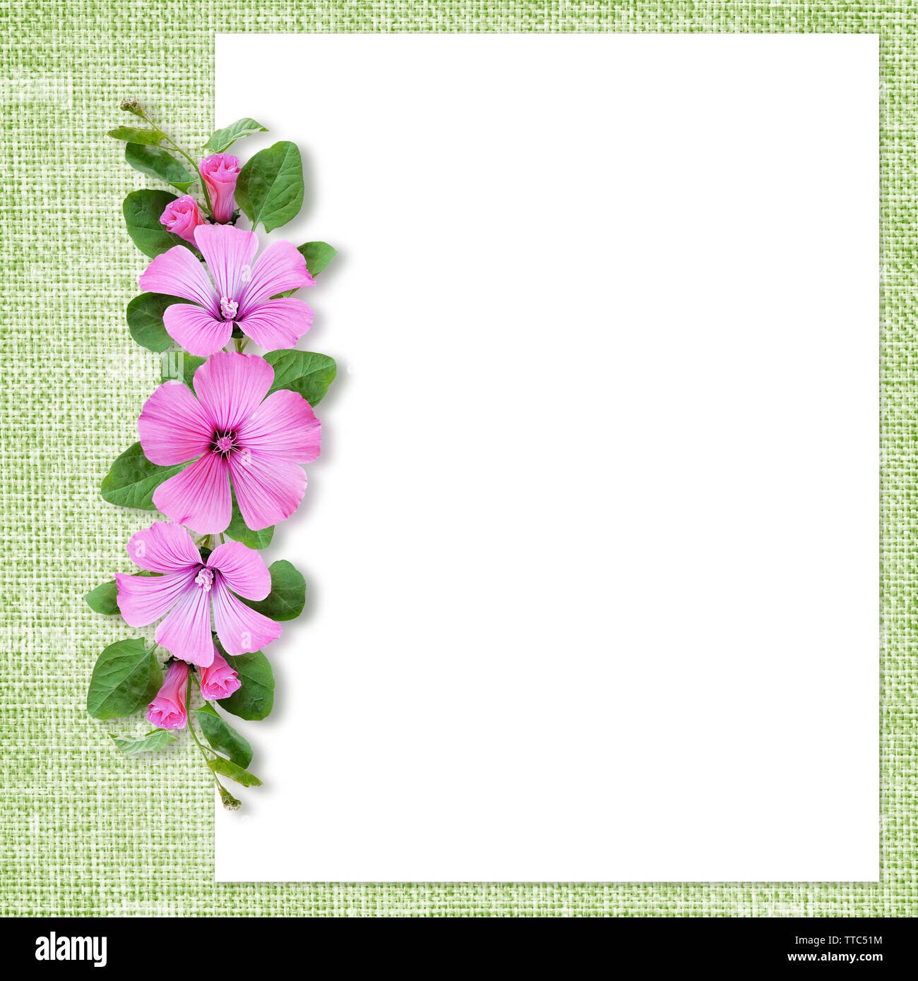 Composition with bindweed flowers on pink and green background Stock Photo