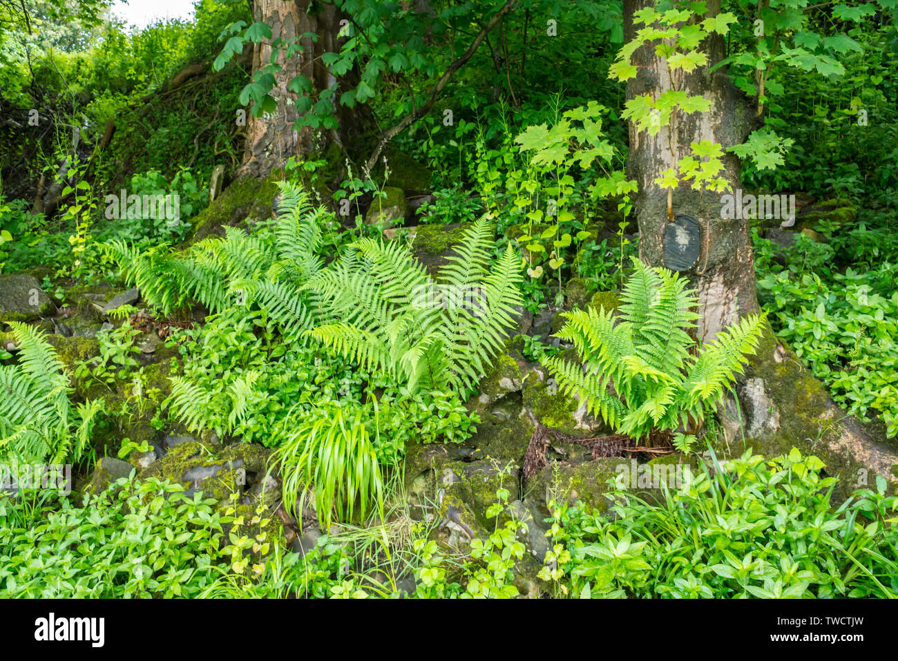 Woodland Ferns Growing in Woodland at Hexham Stock Photo