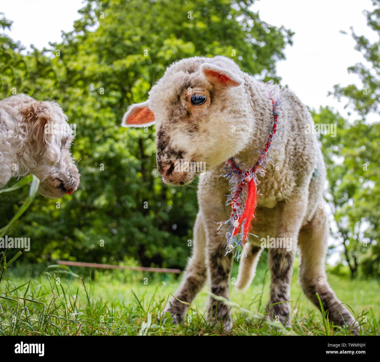 Funny Animal Meeting