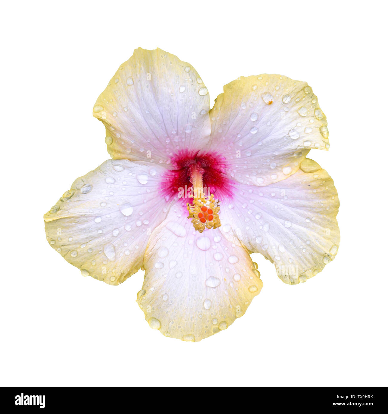 Wet hibiscus flower isolated on white background with clipping path Stock Photo