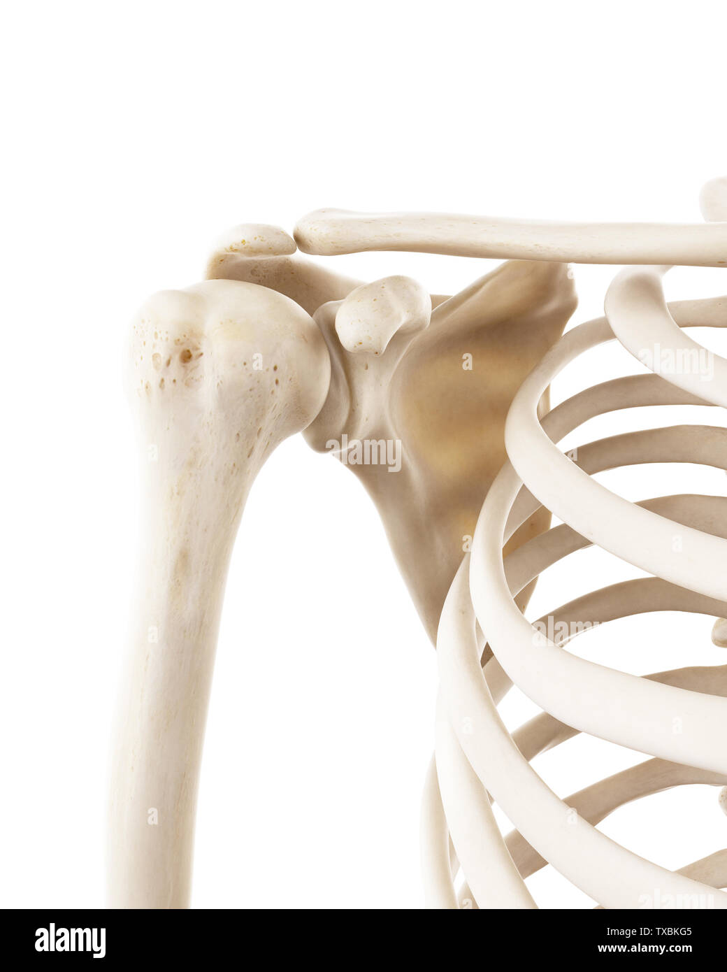 Human Shoulder Bone Structure