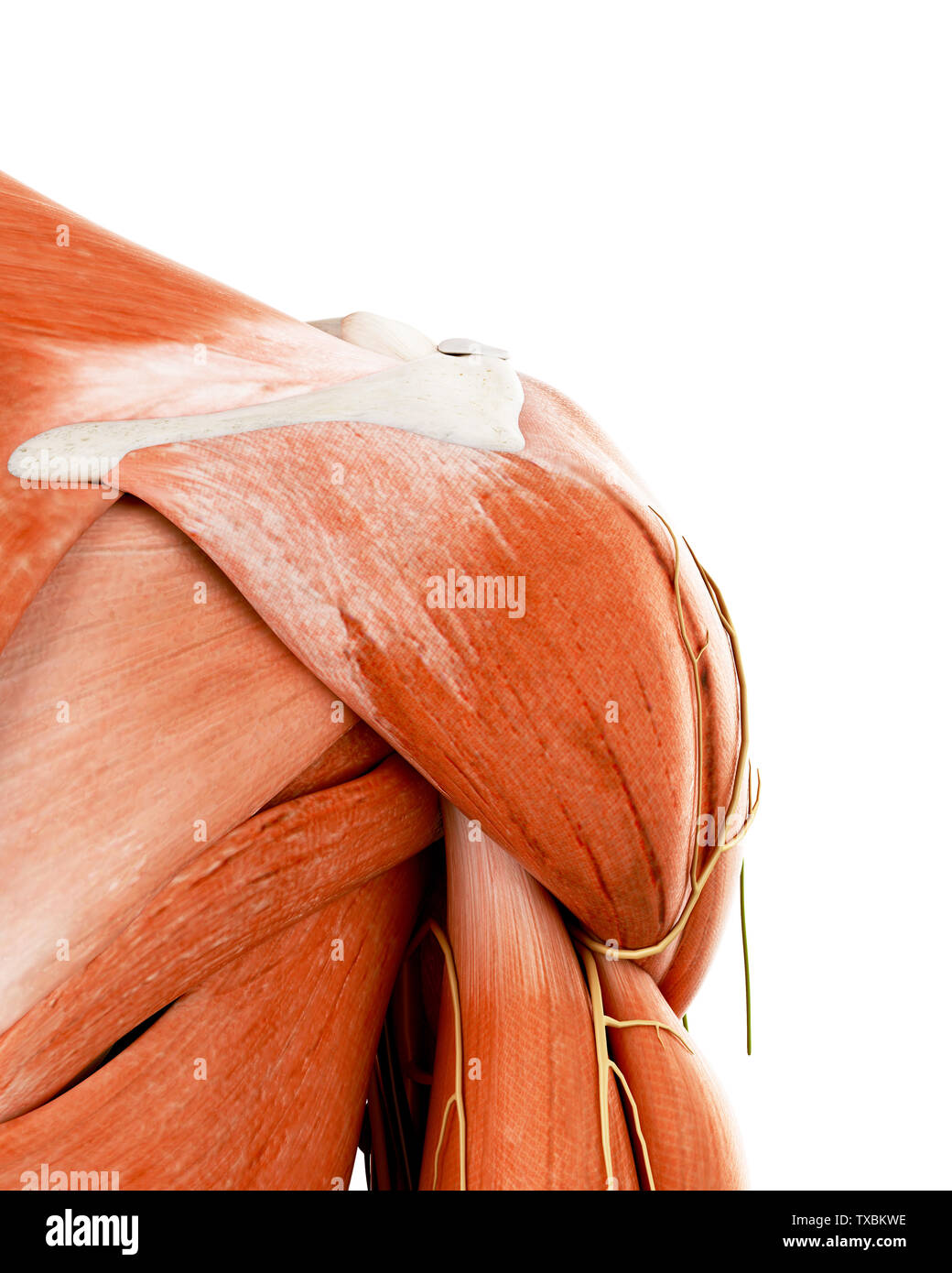 Human shoulder anatomy hi-res stock photography and images - Alamy