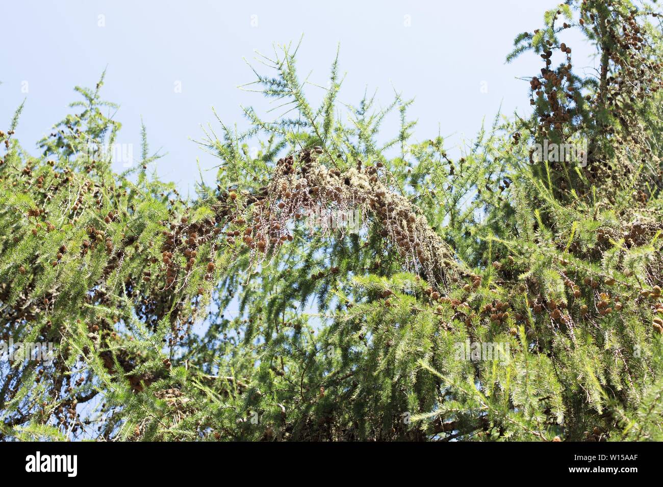 Larix occidentalis - western larch tree. Stock Photo