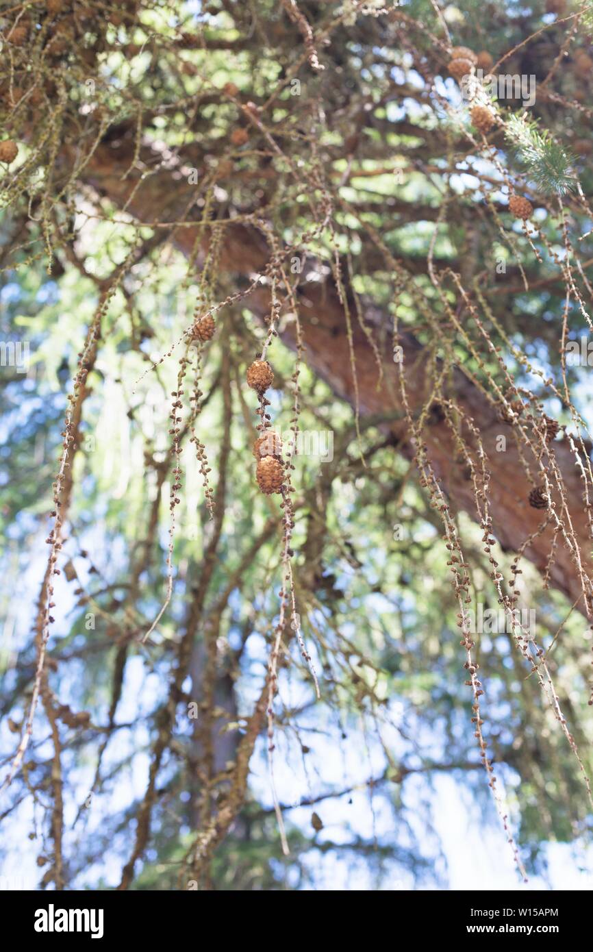 Larix occidentalis - western larch tree. Stock Photo