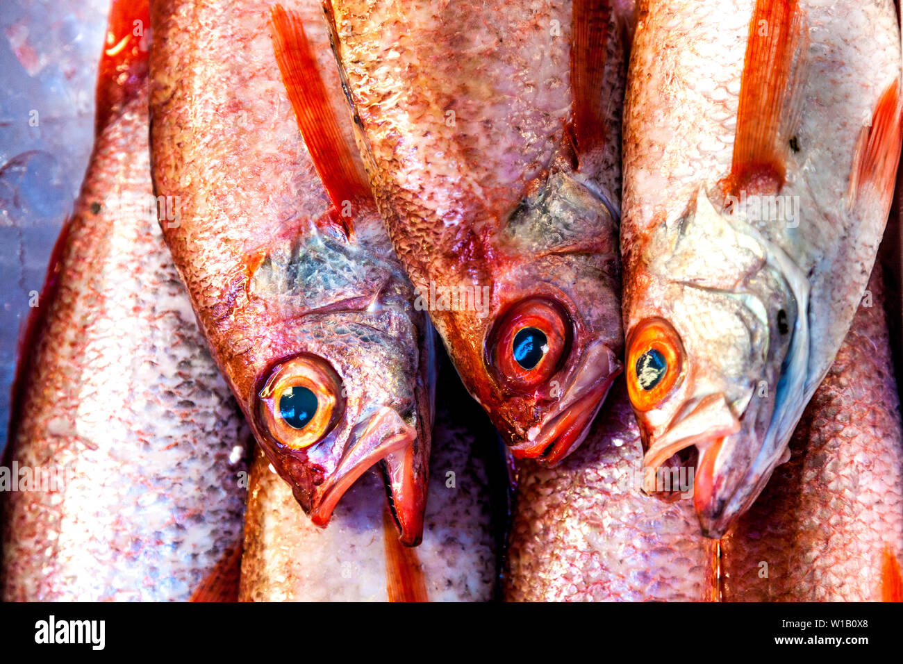 Akamutsu (Bluefish) red fish at Tsukiji Fish Market in Tokyo, Japan Stock Photo