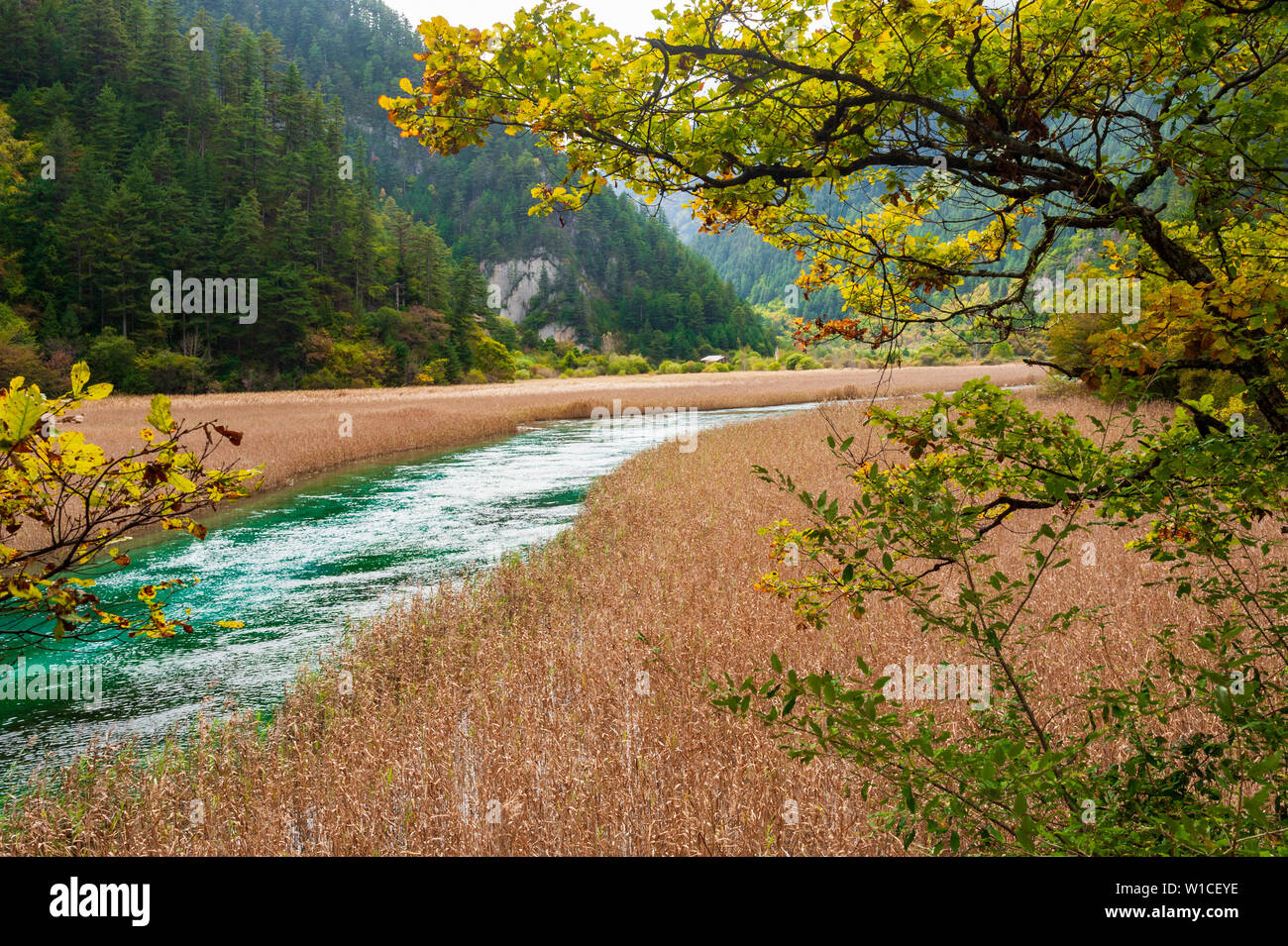 Bonsai Shoal has a serene river running through it before the 2017 earthquake.d Stock Photo