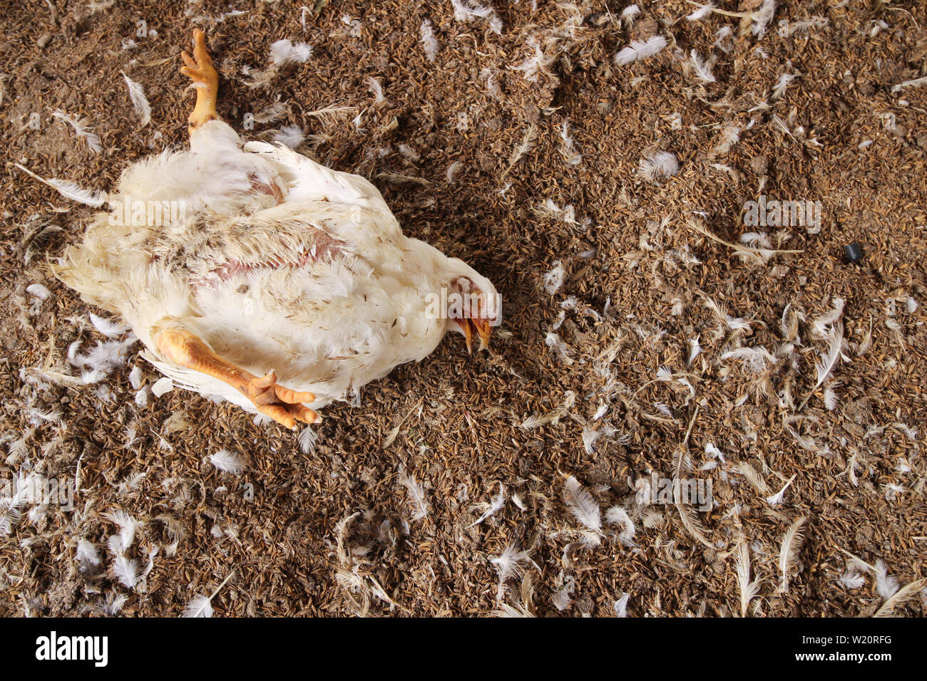 Chicken that died on a chicken farm Stock Photo