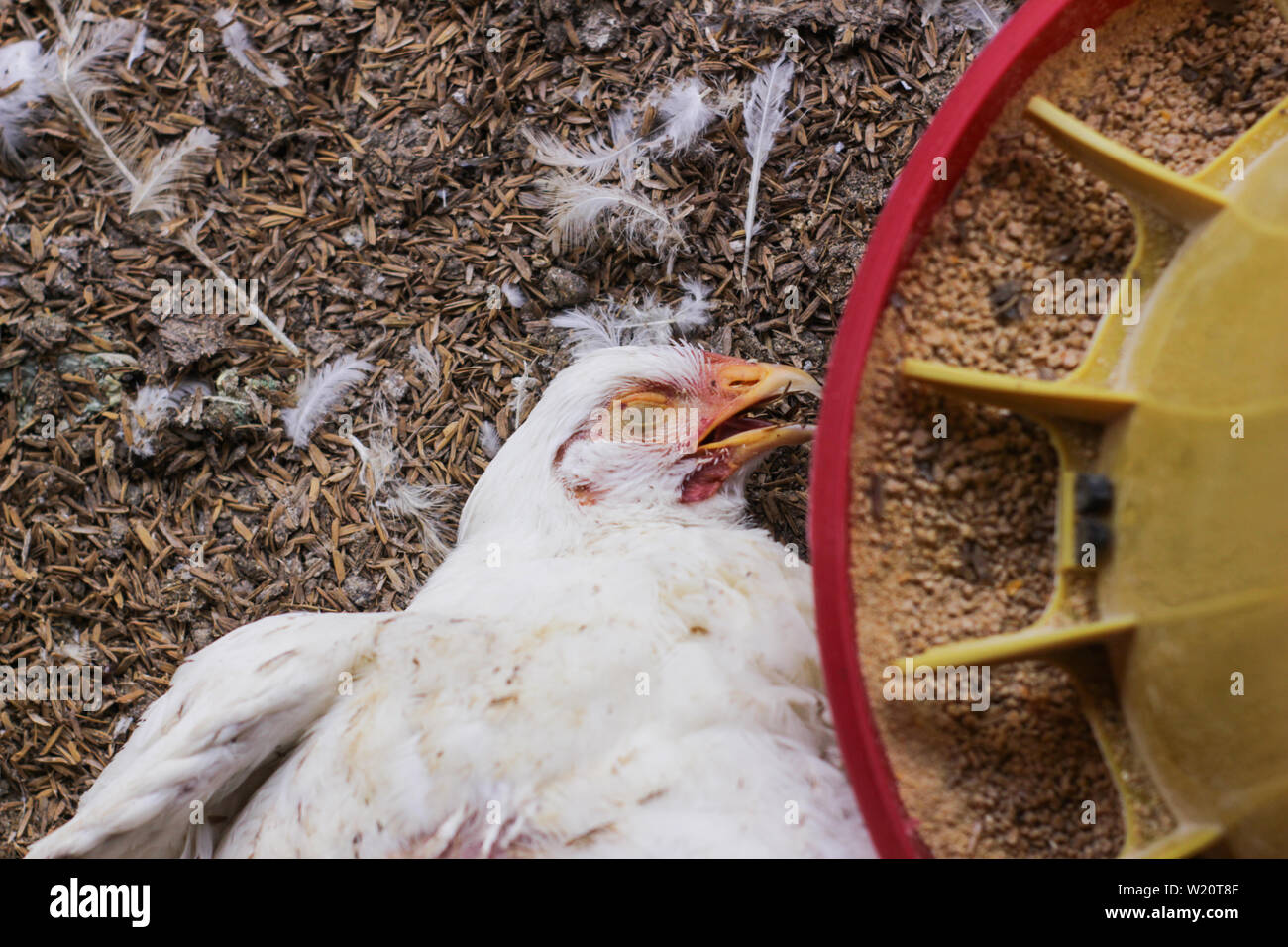 Chicken that died on a chicken farm Stock Photo