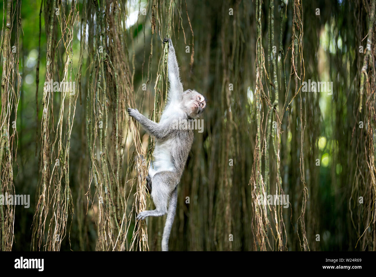 monkey swinging in tree at sacred monkey forest Stock Photo