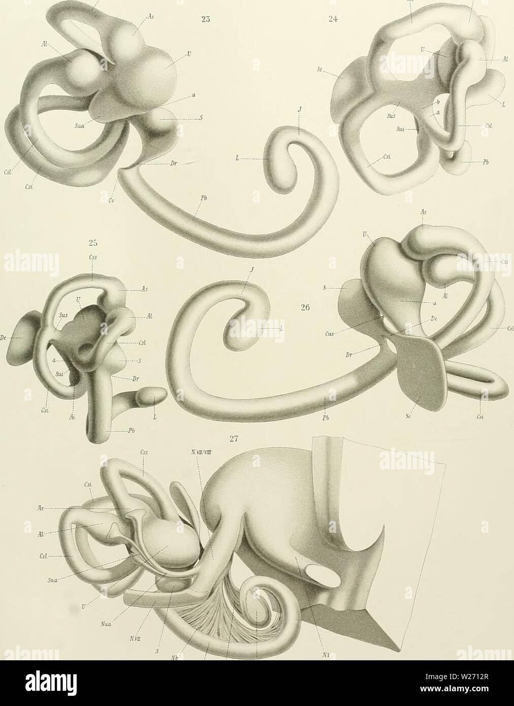 Archive image from page 30 of Denkschriften der Medicinisch-Naturwissenschaftlichen Gesellschaft zu. Denkschriften der Medicinisch-Naturwissenschaftlichen Gesellschaft zu Jena  denkschriftender6208medi Year: 1879  Alexander. Jnneres Gehörorgan v Echidna .Css JEN.DENKSCHRIFTEN, Bd.V1.2. Semon,Forschungsreisen- Bd.111.2. Taf. IV. Css As    C.Be del n m Mi Verlag von Gustav Fischer in Jena. Lith.Ana.v,Werner&Wmtei Fi Stock Photo