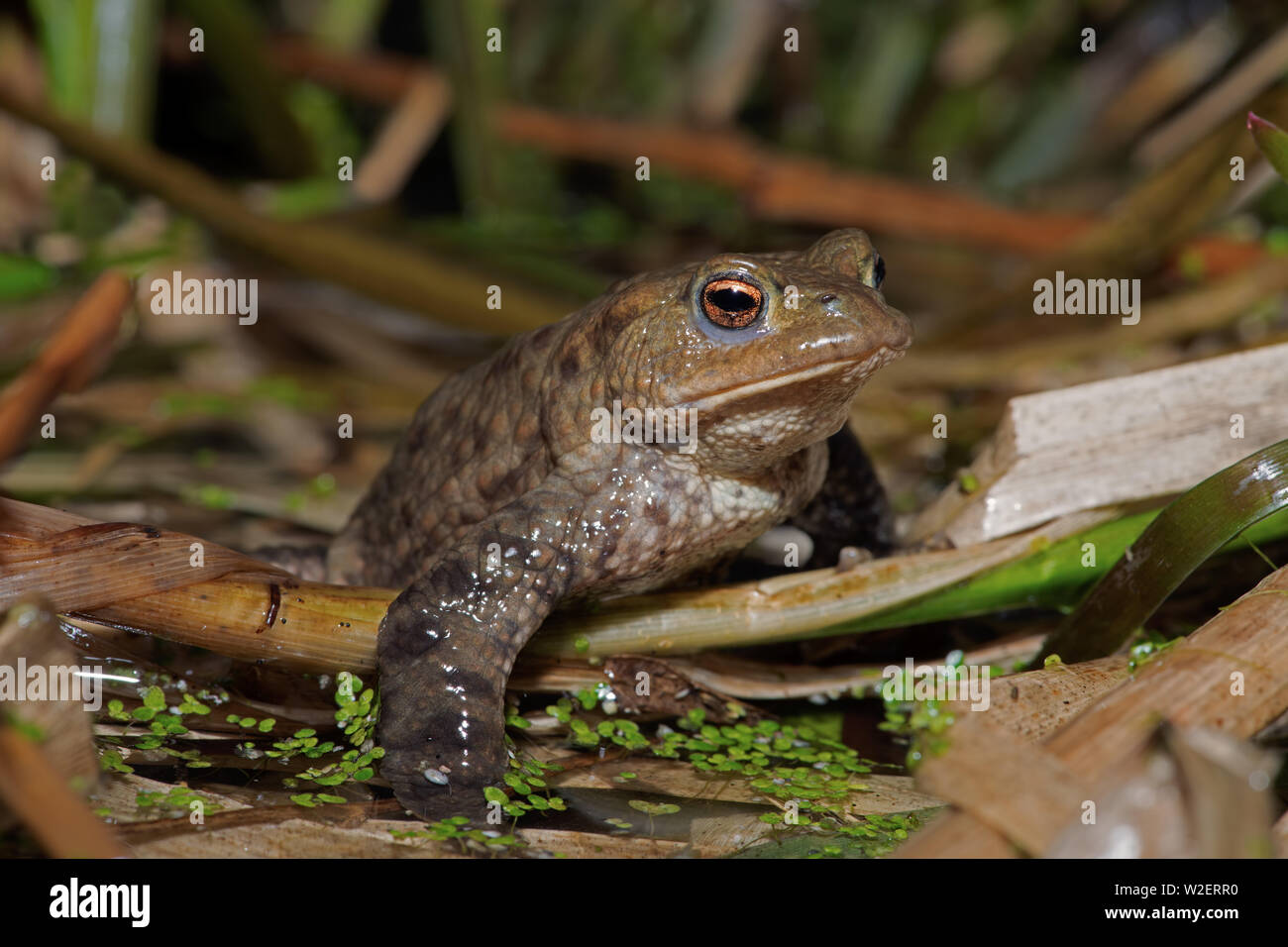 Common Toad (Bufo bufo) Stock Photo