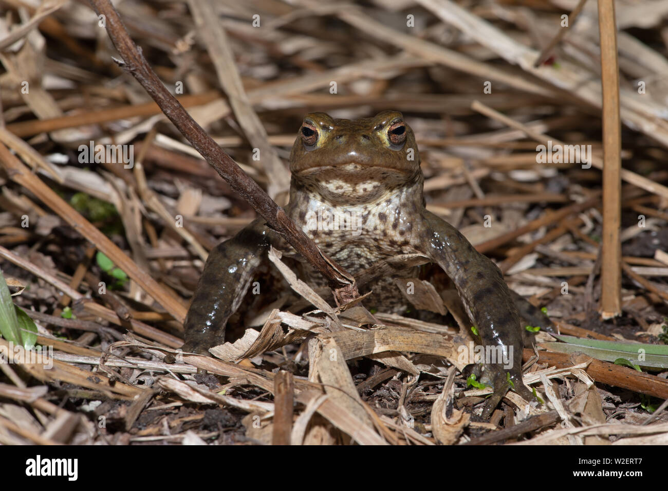 Common Toad (Bufo bufo) Stock Photo