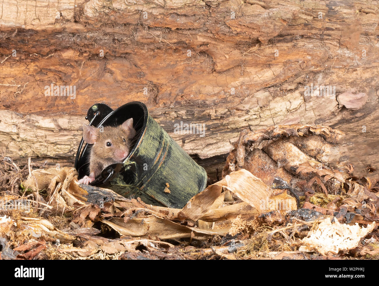 wild brown mice in  studio setting Stock Photo