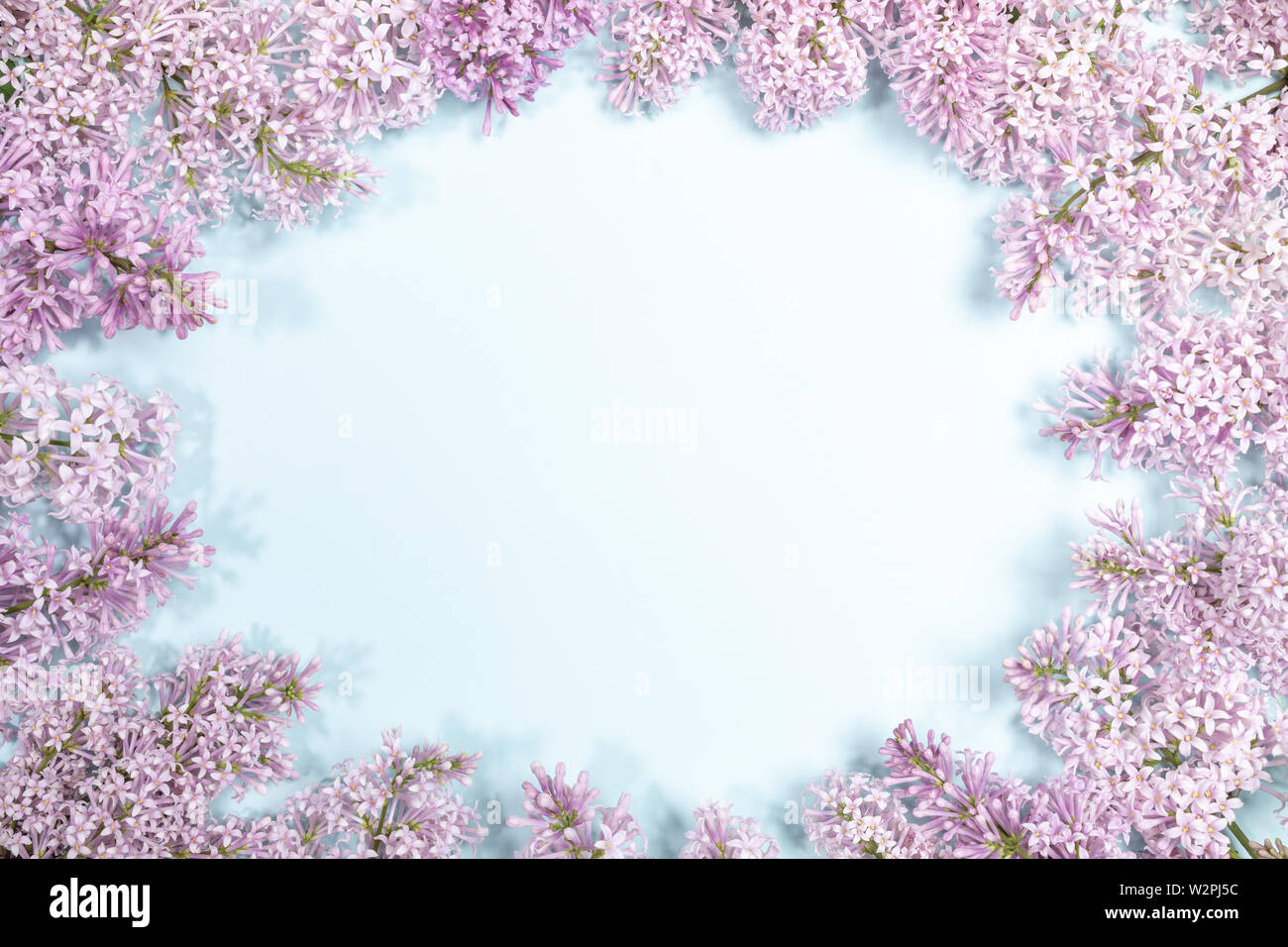 Framing by lilac flowers of light blue background with copy space. Stock Photo