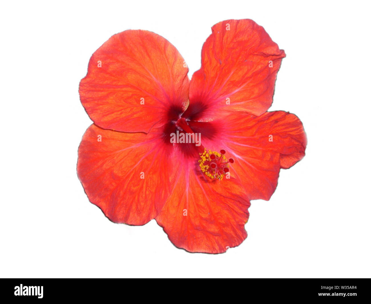 Hibiscus rosa-sinensis - red isolated on white background Stock Photo