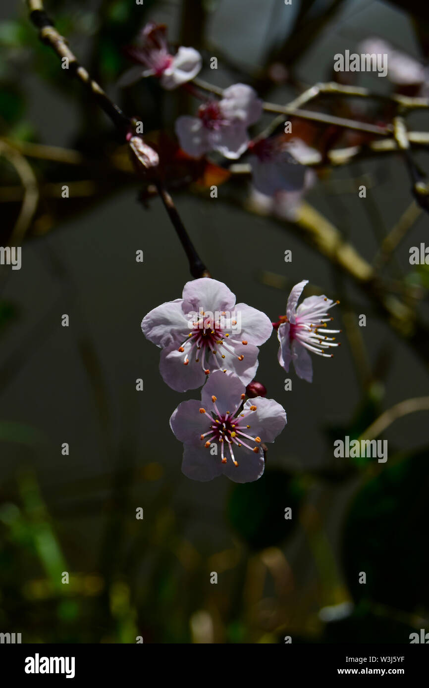 White cherry blossom ( Prunus x yedoensis ) close-up Stock Photo