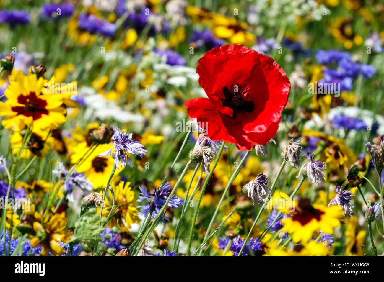 Red blue yellow combination flowers, summer garden meadow, red poppy multicolored flowers July mixed plants annual field poppy flower yellow Tickseeds Stock Photo