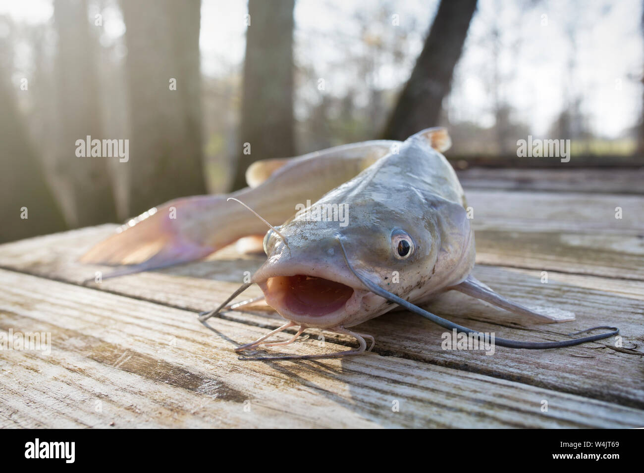 Blue Channel Catfish Caught in a Louisiana Bayou Stock Photo