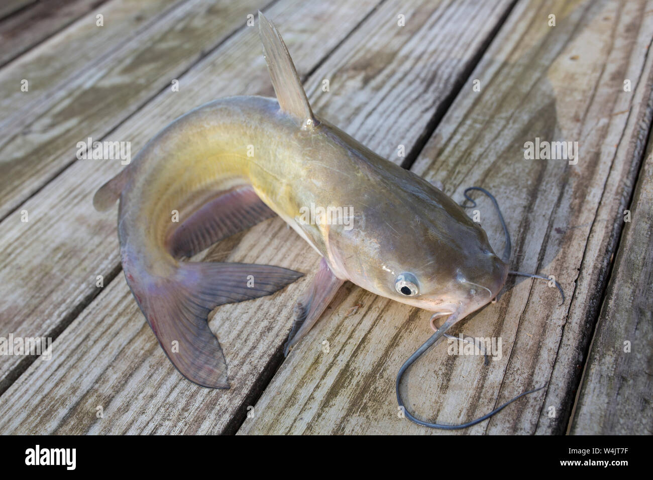 Blue Channel Catfish Caught in a Louisiana Bayou Stock Photo