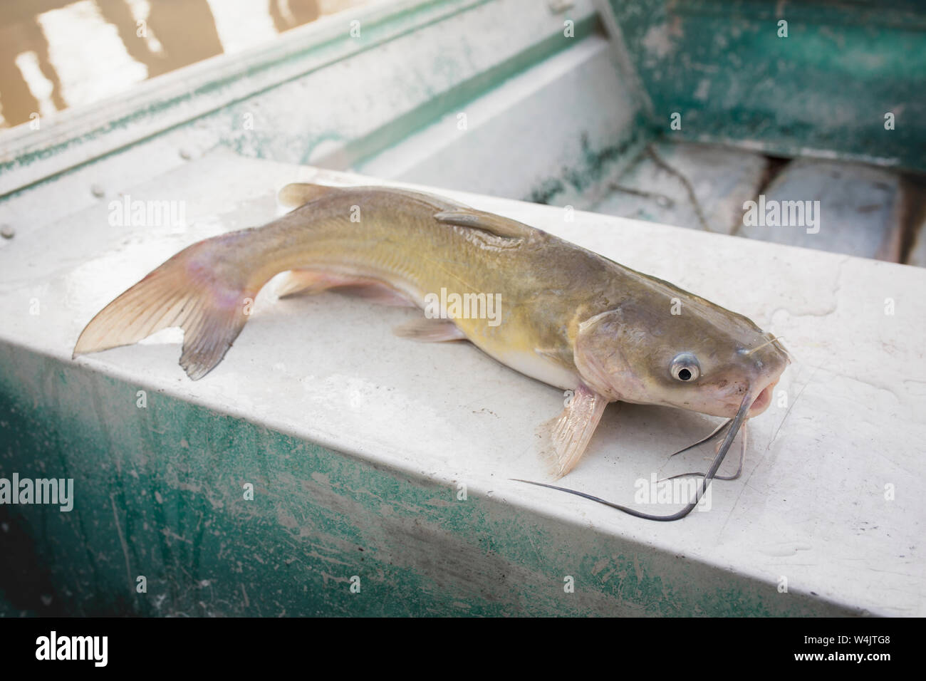 Blue Channel Catfish Caught in a Louisiana Bayou Stock Photo