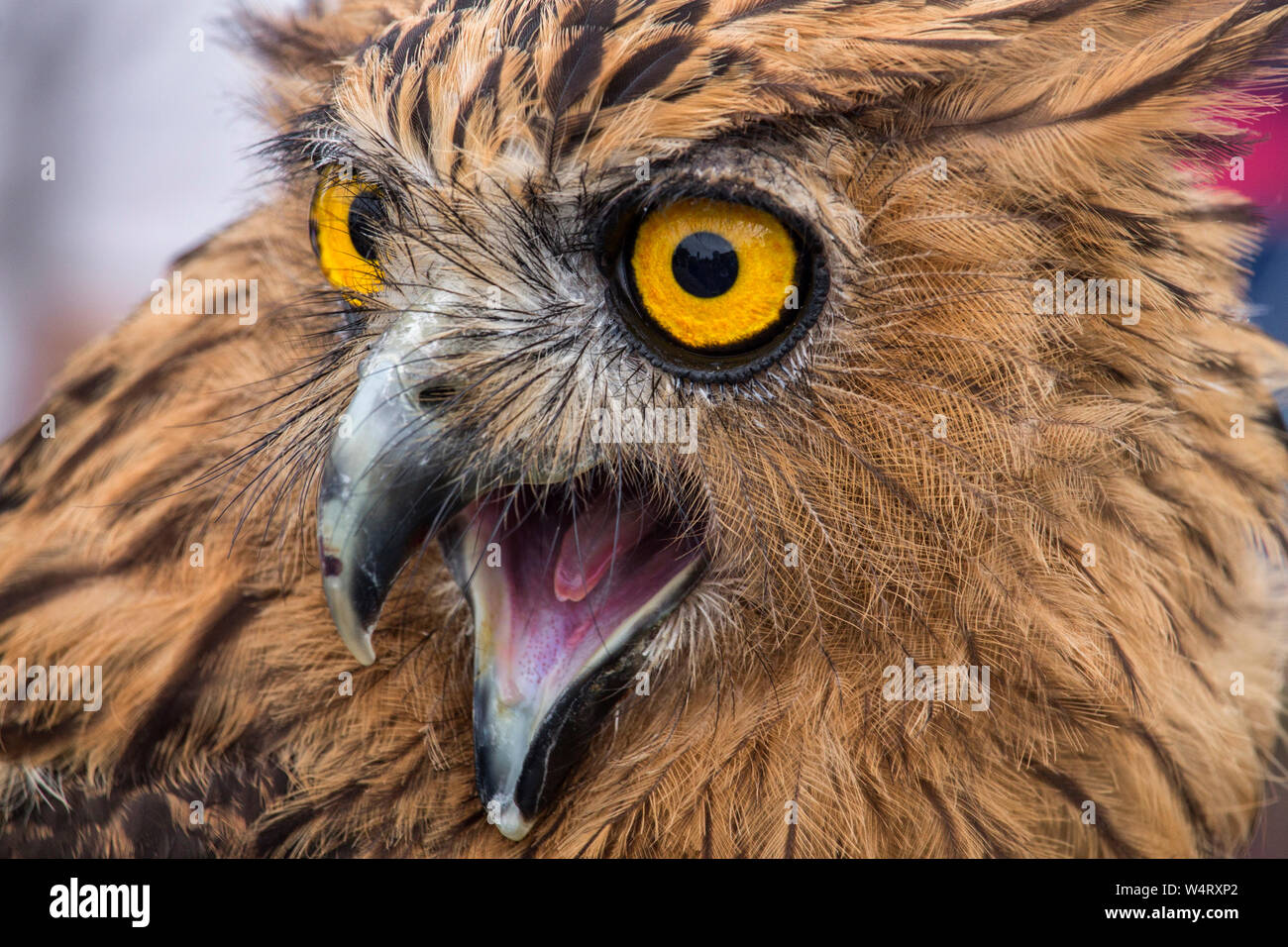 Portrait of an owl, Indonesia Stock Photo