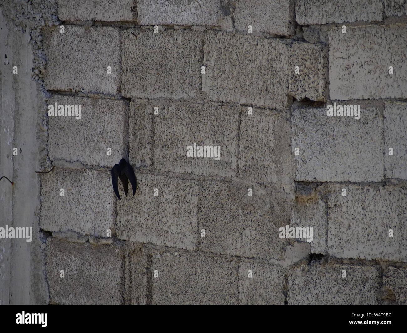 Swift entering its nest on the wall of a gray building Stock Photo