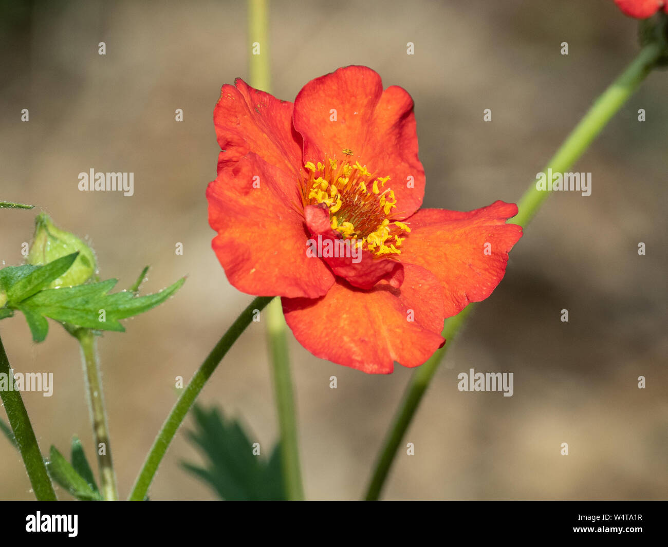 A single semi double flower of the Geum Mrs Bradshaw Stock Photo