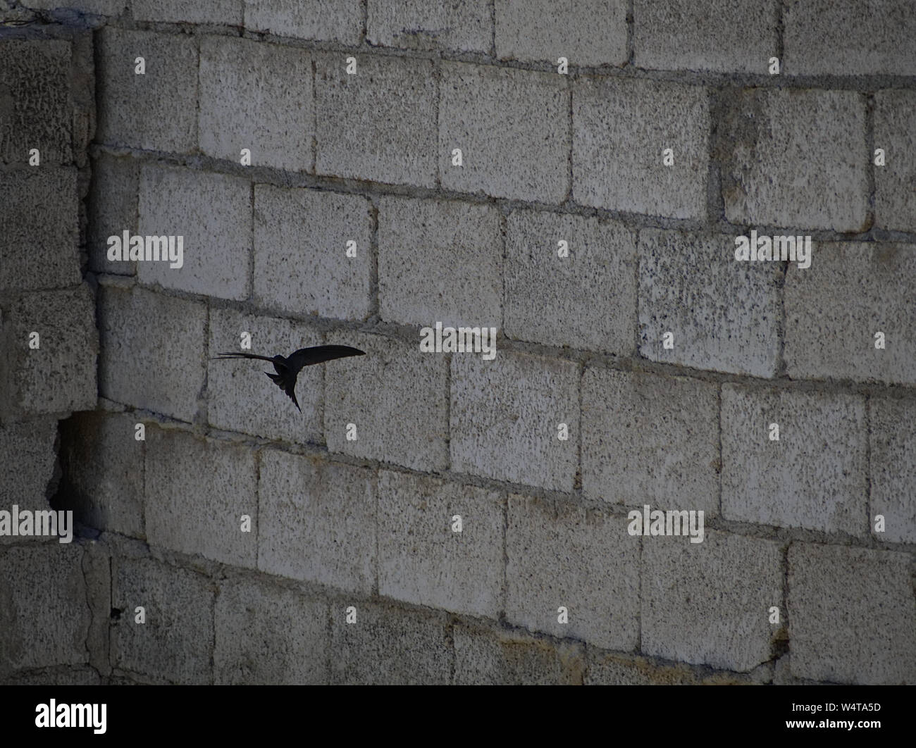 Swift flying from its nest on the wall of a gray building Stock Photo