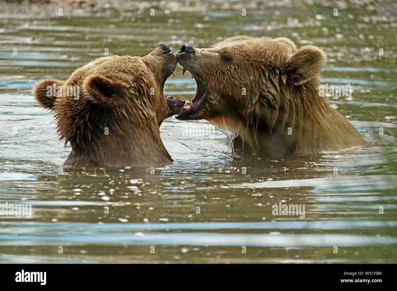 Two Brown bears (Ursus arctos) bathe in the pond, France Stock Photo