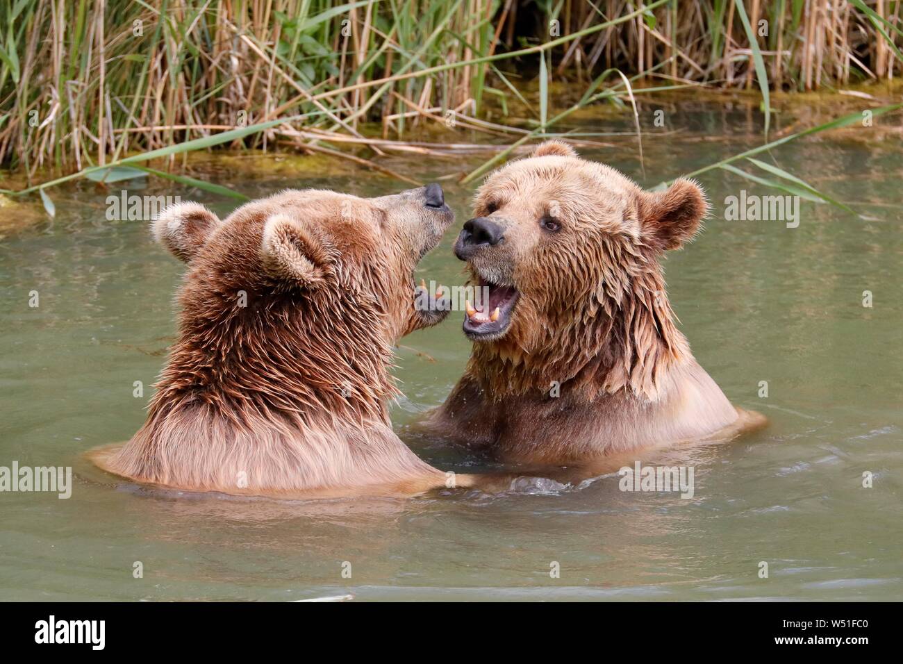 Two Brown bears (Ursus arctos) bathe in the pond, France Stock Photo