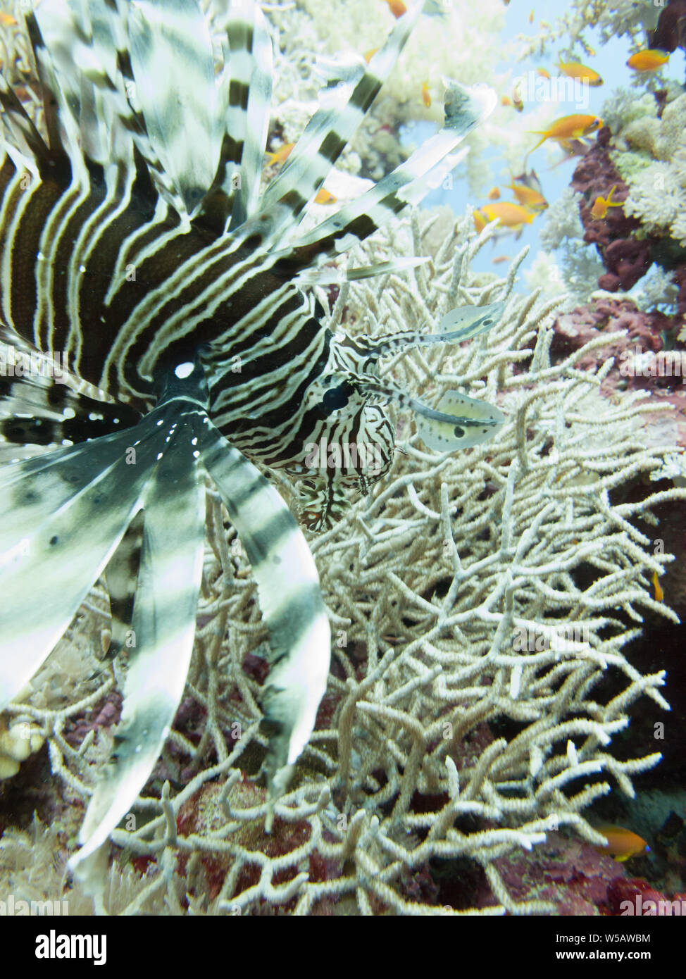 A lionfish (Pterois volitans), in the Red Sea off the coast of Yanbu, in Saudi Arabia. Stock Photo