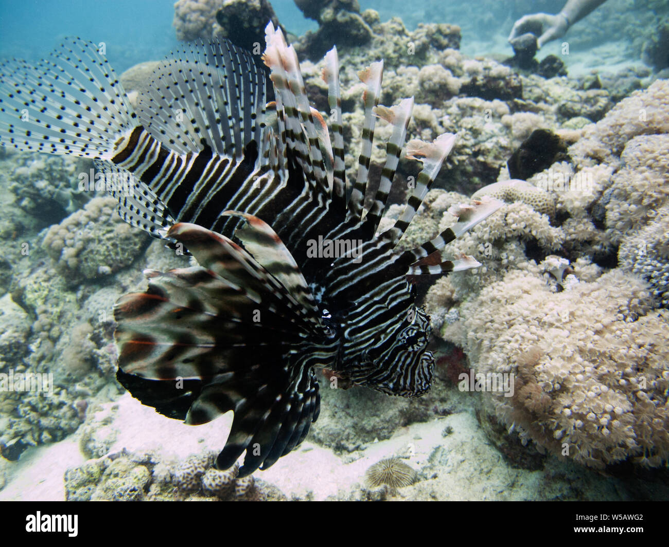 A lionfish (Pterois volitans), in the Red Sea off the coast of Yanbu, in Saudi Arabia. Stock Photo