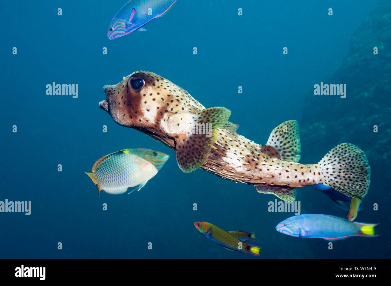 Pacific / Spottedfin burrfish (Chilomycterus reticulatus) swimming over coral reef, Andaman Sea, Thailand. Stock Photo