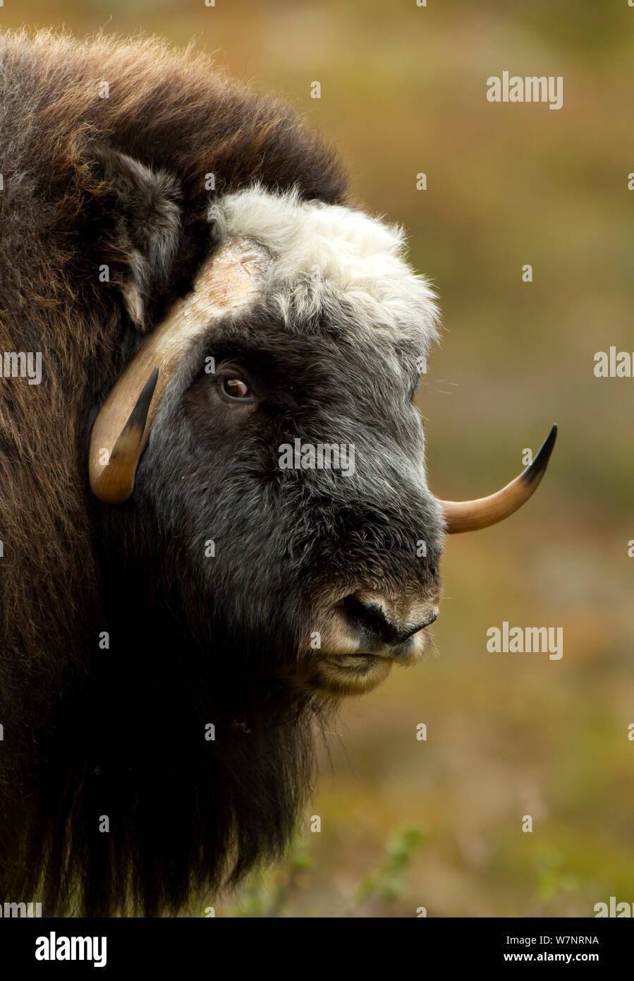 Musk Ox (Ovibos moschatus) portrait. Dovrefjell National Park, Norway, September. Stock Photo