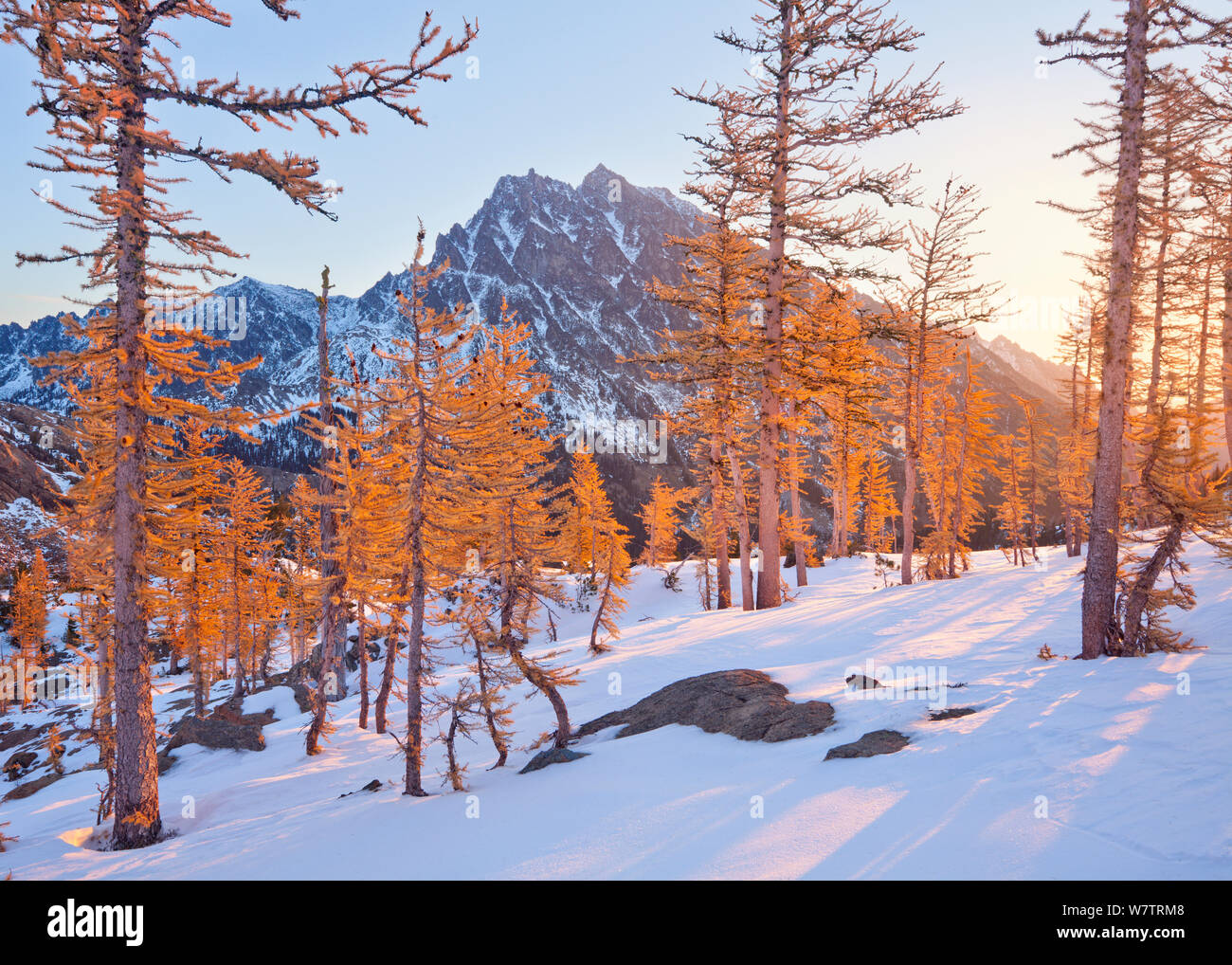 Western Larches (Larix occidentalis) and warm sunshine on fresh snow, with Mount Stewart, Northern Cascades, Washington, USA, October 2013. Stock Photo