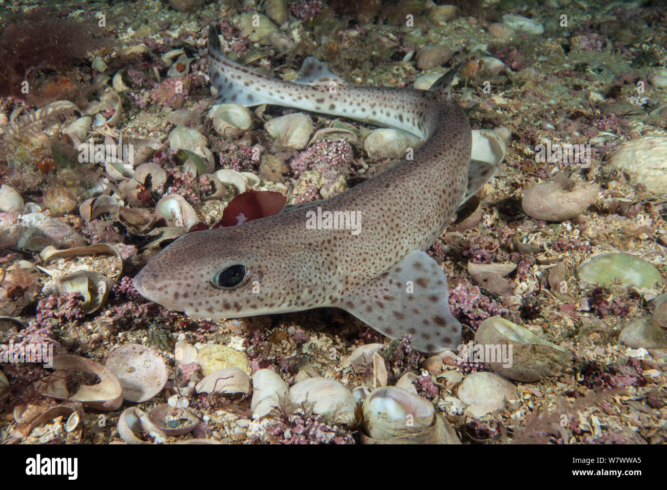 Smallspotted catshark (Scyliorhinus canicula) on sea floor, Jersey, British Channel Islands. Stock Photo