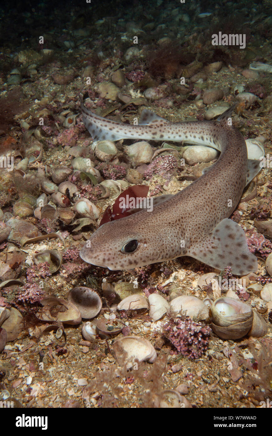 Smallspotted catshark (Scyliorhinus canicula) on sea floor, Jersey, British Channel Islands. Stock Photo