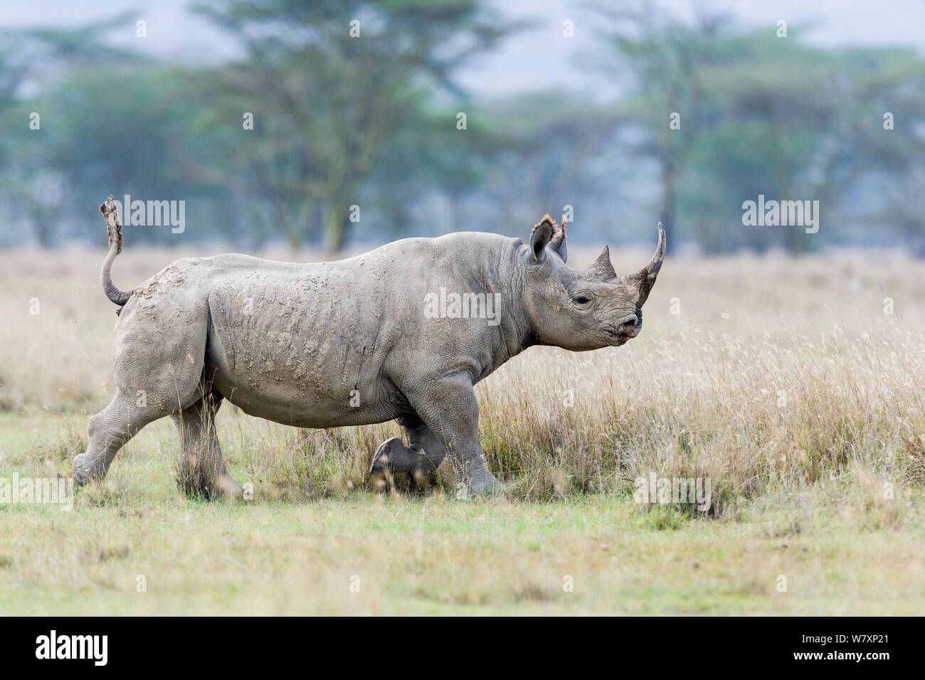 Male Black rhinoceros (Diceros bicornis) running, Nakuru National Park, Kenya. Stock Photo