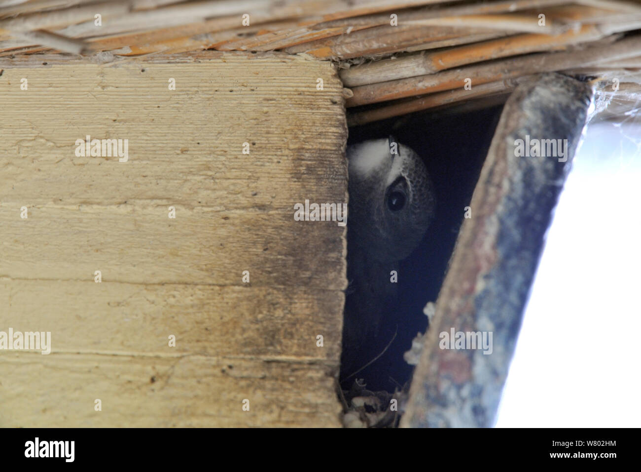 Swift (Apus apus) chicks peering out of nest in building, Starcross, Devon, UK, August 2014. Stock Photo