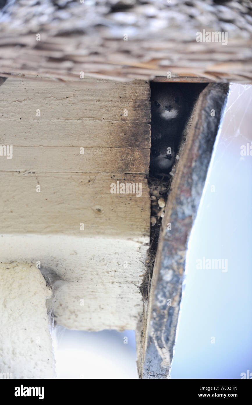 Swift (Apus apus) chicks peering out of nest in building, Starcross, Devon, UK, August 2014. Stock Photo