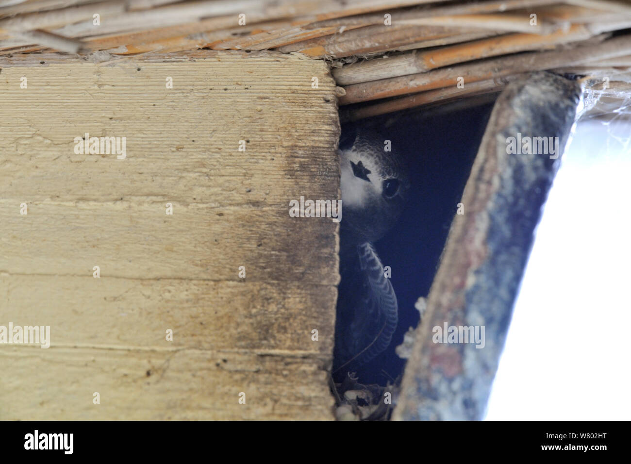 Swift (Apus apus) chicks peering out of nest in building, Starcross, Devon, UK, August 2014. Stock Photo