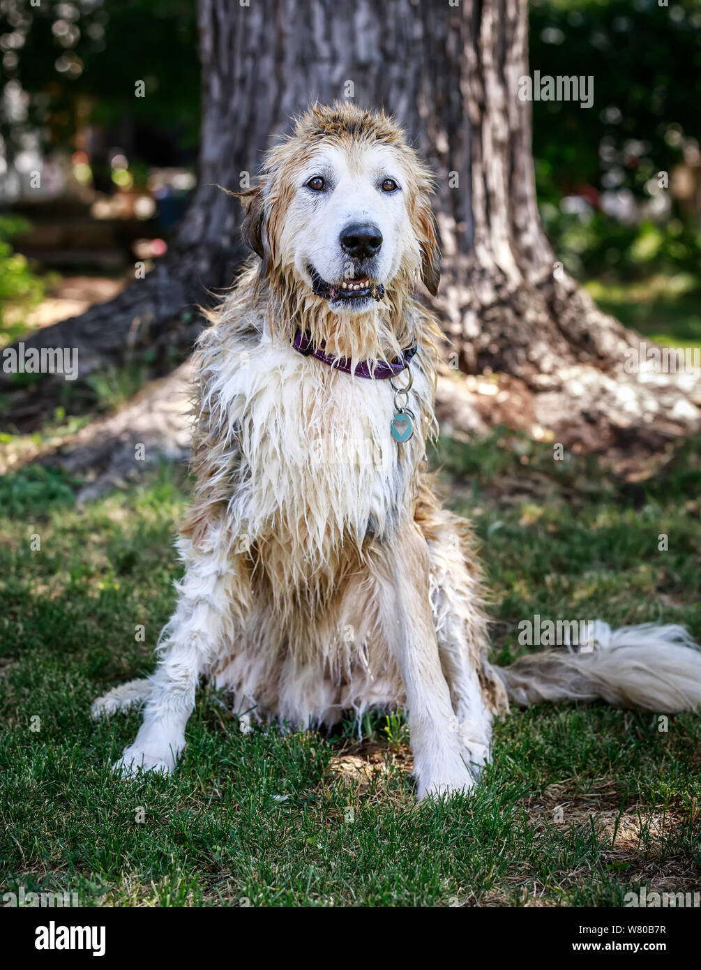 Wet dog after his doggy bath, Manitoba, Canada. Stock Photo