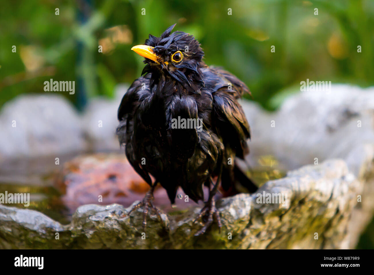 Blackbird after a bath Stock Photo