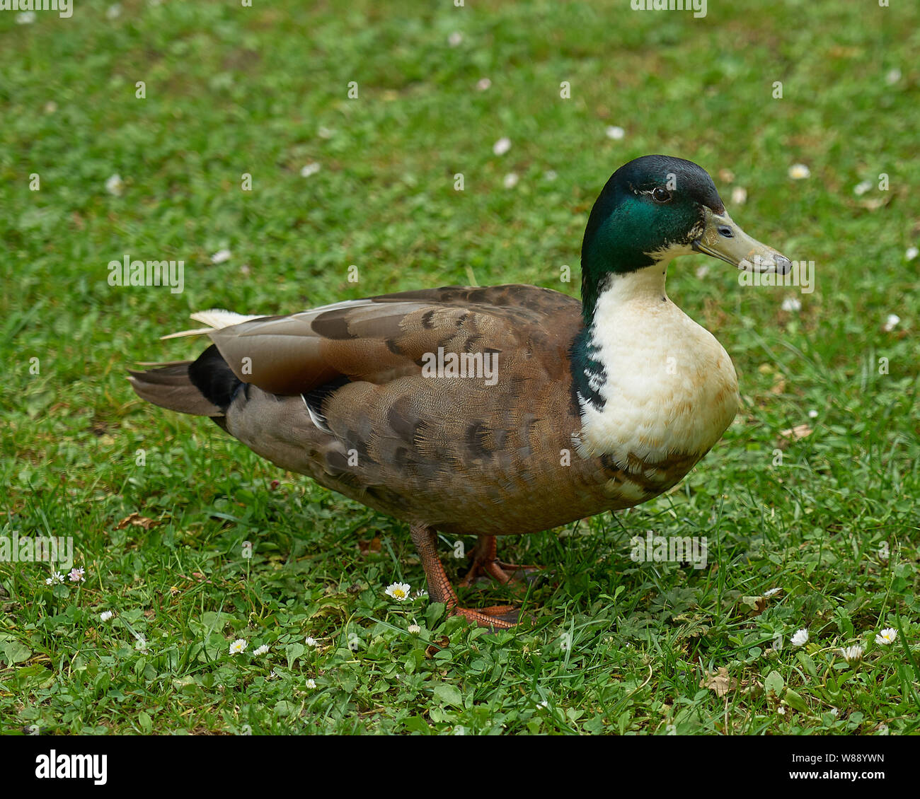 Mallard duck Stock Photo