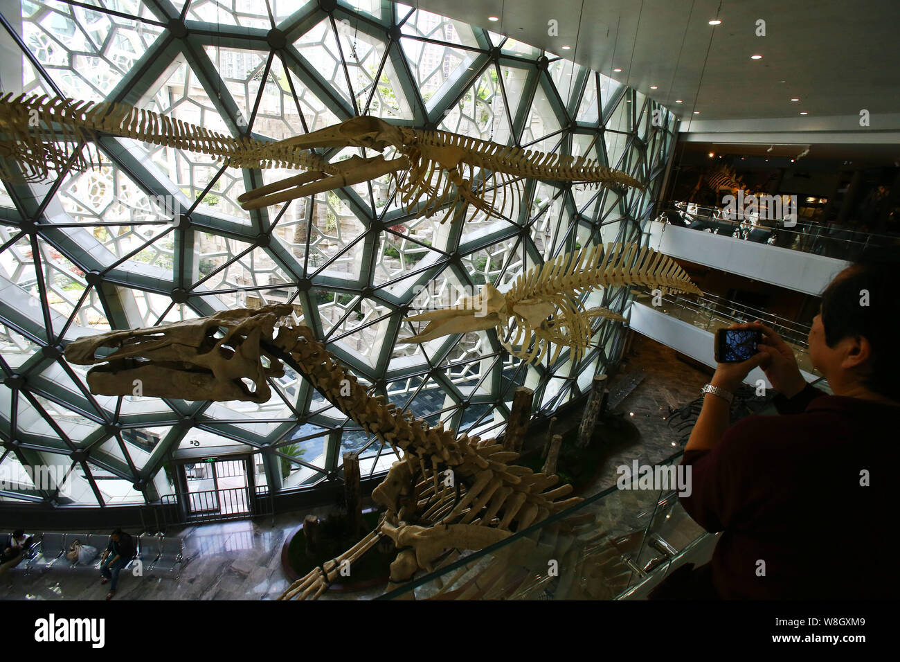 A visitor takes photos of replicas of dinosaur skeletons on display at the Shanghai Natural History Museum during its preview in Shanghai, China, 17 A Stock Photo