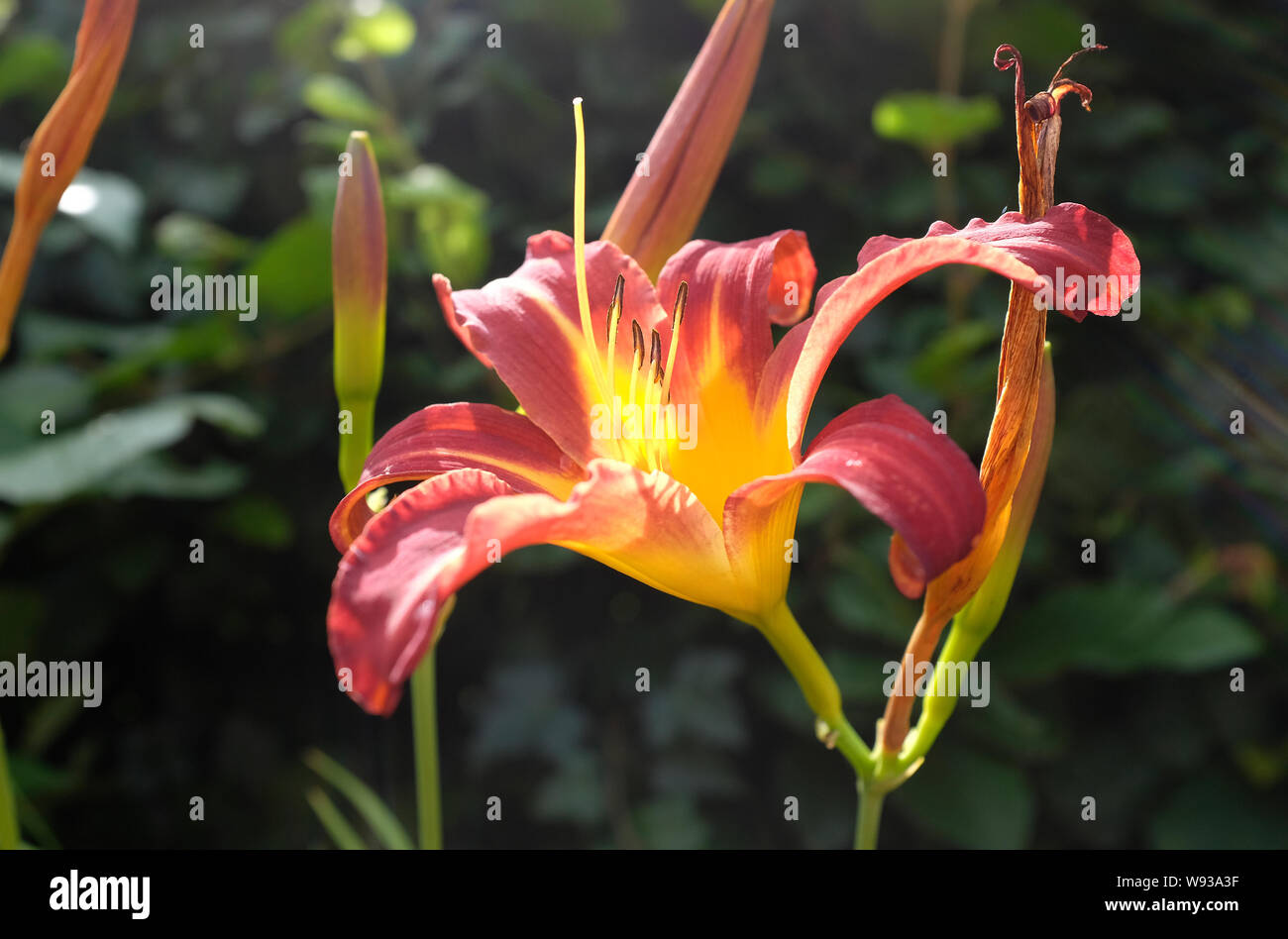 hemerocallis, autumn red, lily flower, norfolk, england Stock Photo