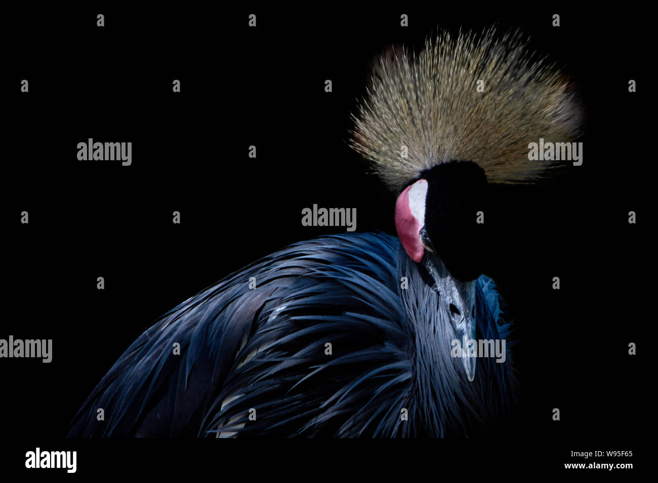 Side view of a Crowned crane isolated on black background. Stock Photo