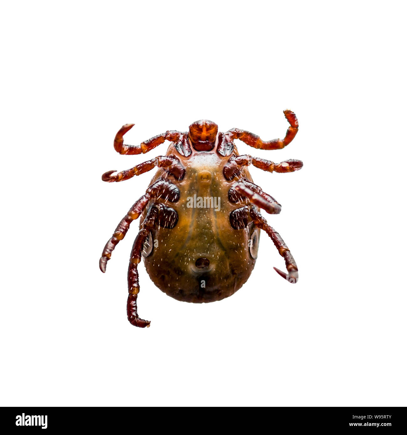 Encephalitis Virus or Lyme Borreliosis Disease or Monkey Fever Infectious Dermacentor Tick Arachnid Parasite Insect Macro Isolated on White Stock Photo