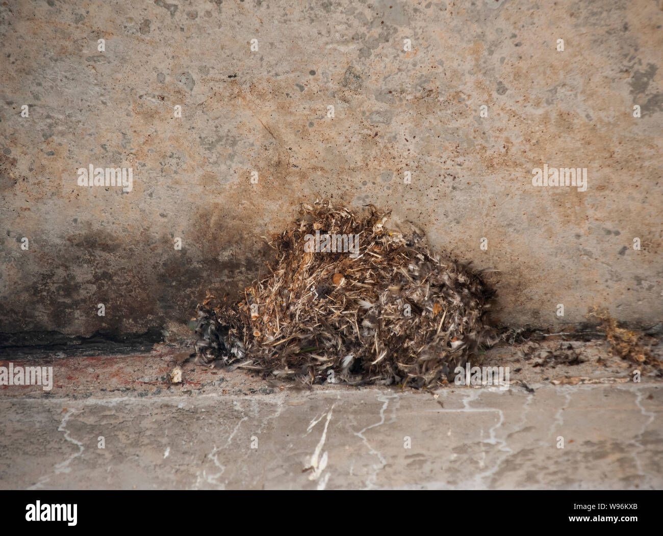 nest of Little Swift, Apus affinis, built under bridge spanning River Periyar, Thattekad Bird Sanctuary, Western Ghats, Kerala, India Stock Photo