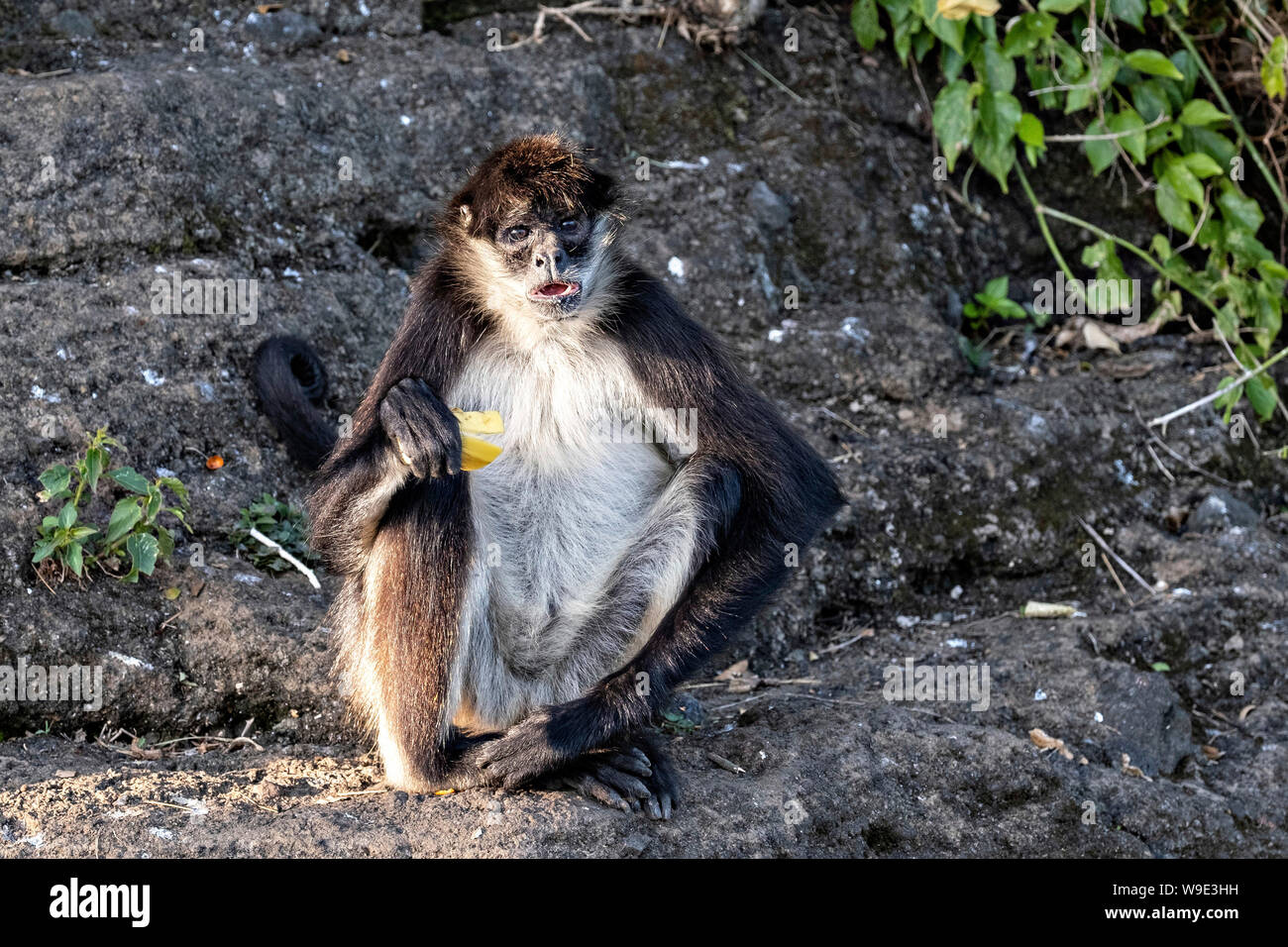 A critically endangered Mexican spider monkey eats a banana on Monkey Island in Lake Catemaco, Mexico. The monkeys survive on wild cactus and hand outs from tourists.  Lake Catemaco in Catemaco, Veracruz, Mexico. The tropical freshwater lake at the center of the Sierra de Los Tuxtlas, is a popular tourist destination and known for free ranging monkeys, the rainforest backdrop and Mexican witches known as Brujos. Stock Photo